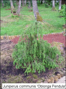Juniperus communis 'Oblonga Pendula'